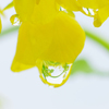 菜の花の涙