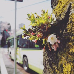桜