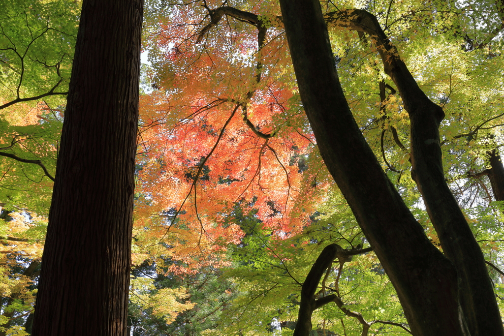 日本の美しき風景　雅