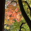 日本の美しき風景　雅