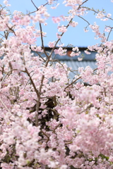 桜満開