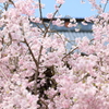 桜満開