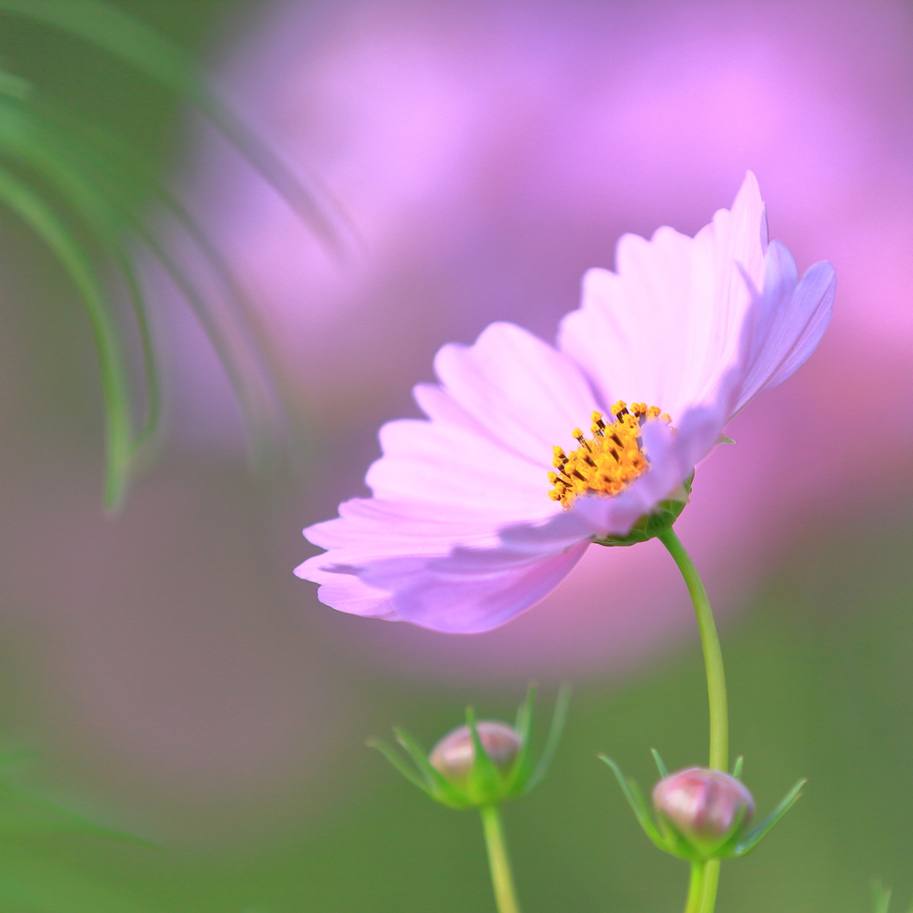 秋桜