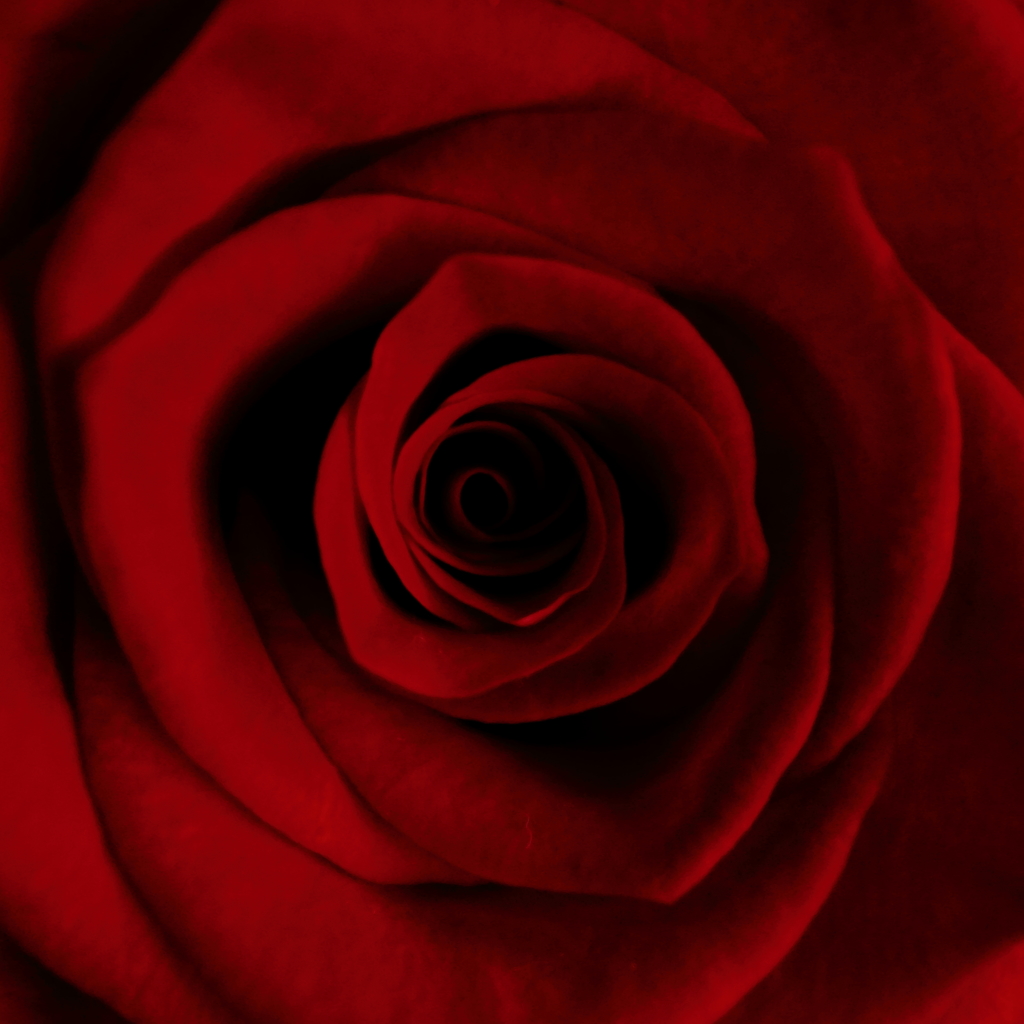 薔薇