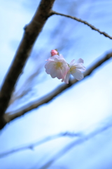 薄墨桜