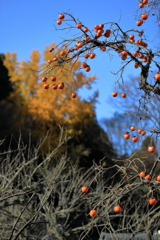 秋の味覚と秋の色　主役は柿