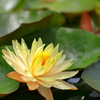 はなはす公園そまやま2