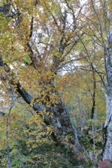 秋の風景（刈込池道中）