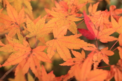 水面に漂うが如く