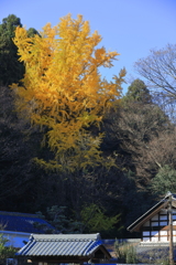 圧巻の銀杏