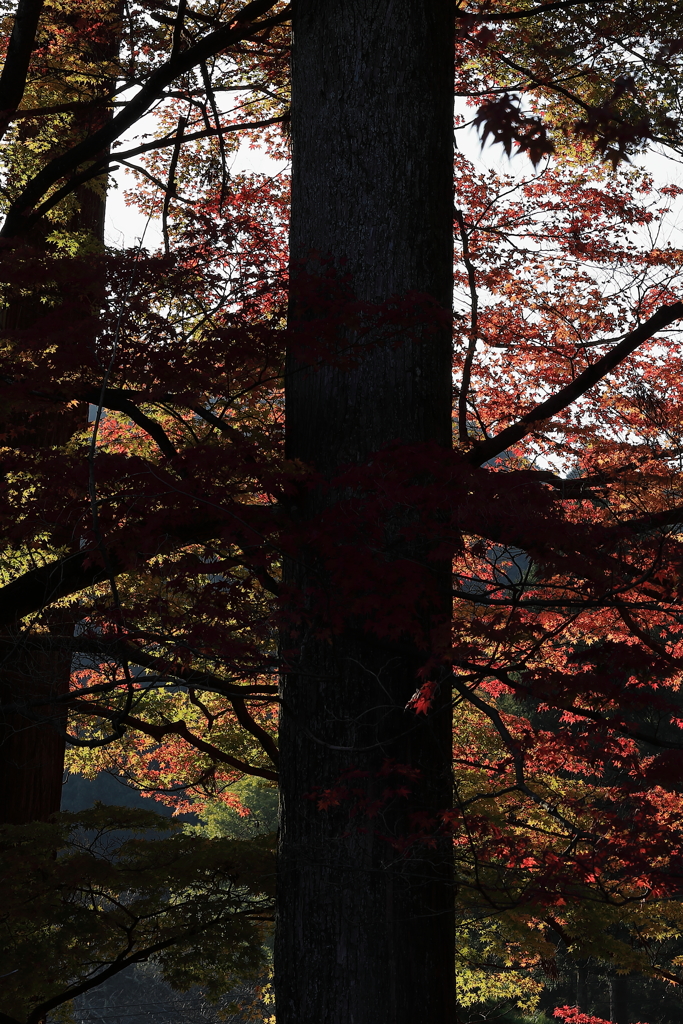 紅一点（岡太神社）