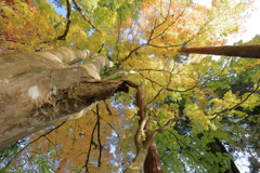 爽快（岡太神社）