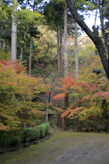 秋の色彩（岡太神社）