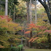秋の色彩（岡太神社）