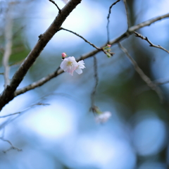 薄墨桜（岡太神社）