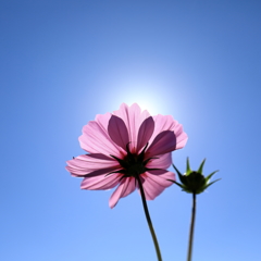 秋桜