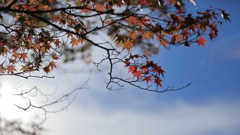 秋の風景（岡太神社）