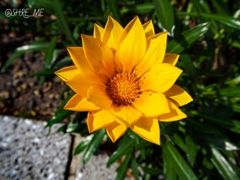 黄色い花