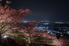 夜桜と夜景