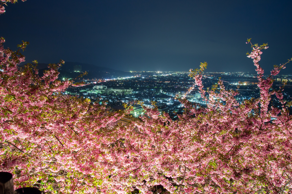 松田山の桜と松田町の夜景