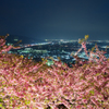 松田山の桜と松田町の夜景