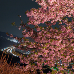 夜桜と東名高速