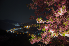 夜桜と東名