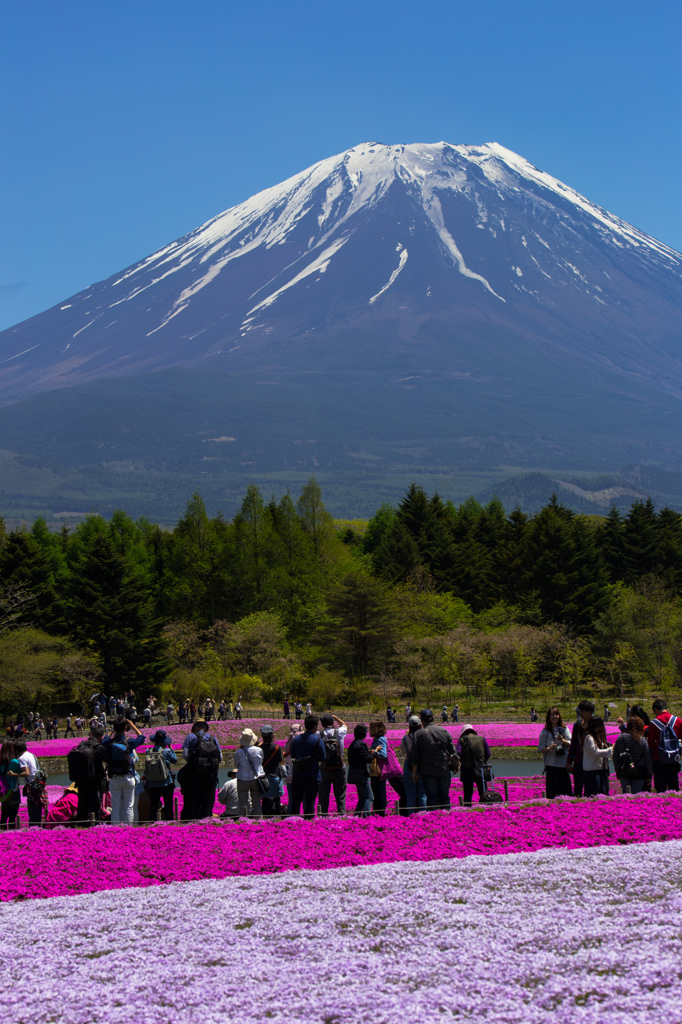 やっぱり、みんな富士が好き。