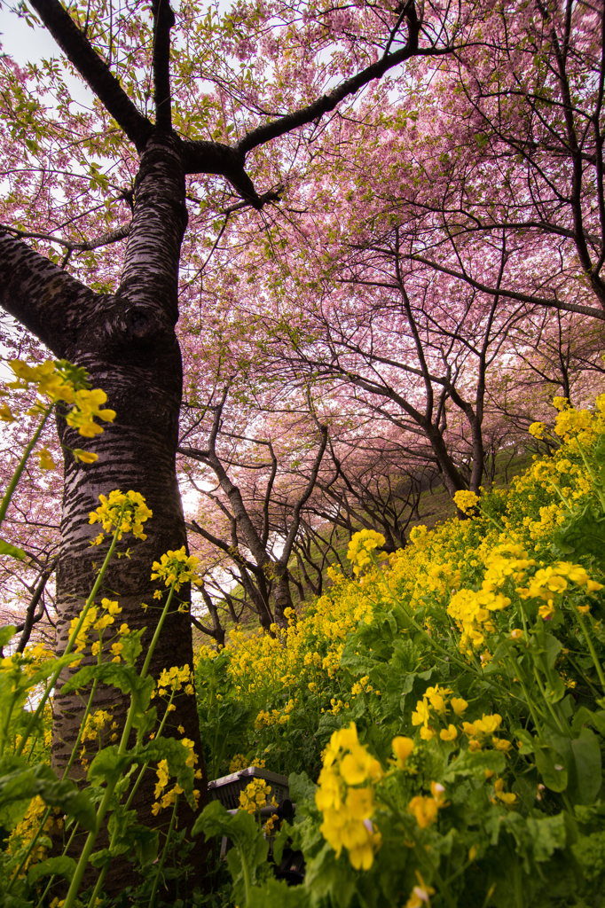 松田山の桜