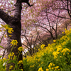 松田山の桜