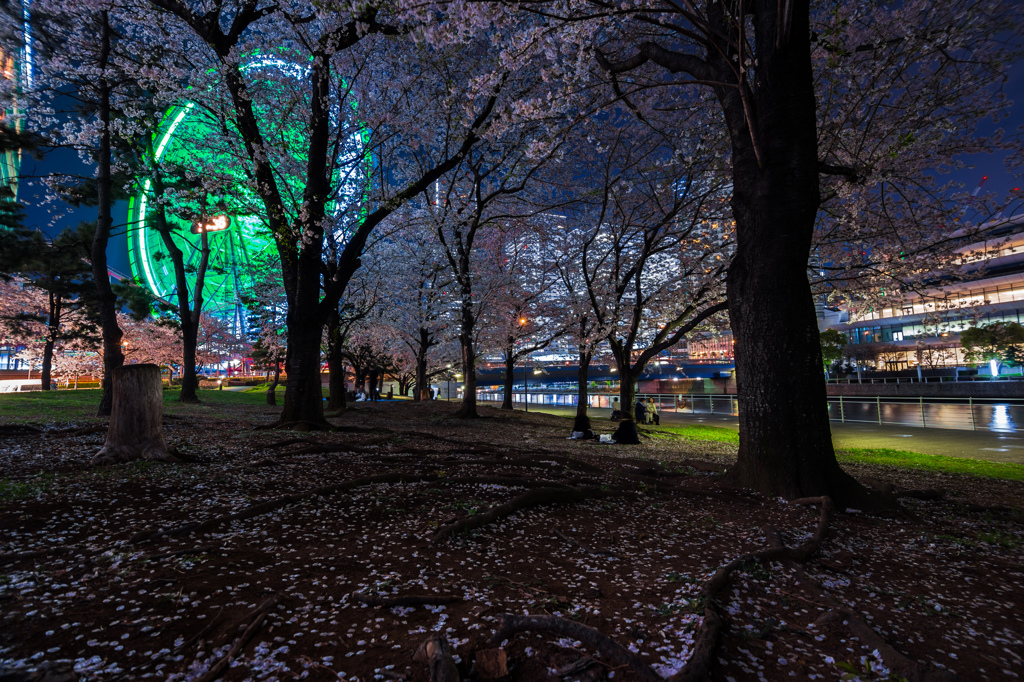 サクラノキセツ～2016　/Yokohama night view2