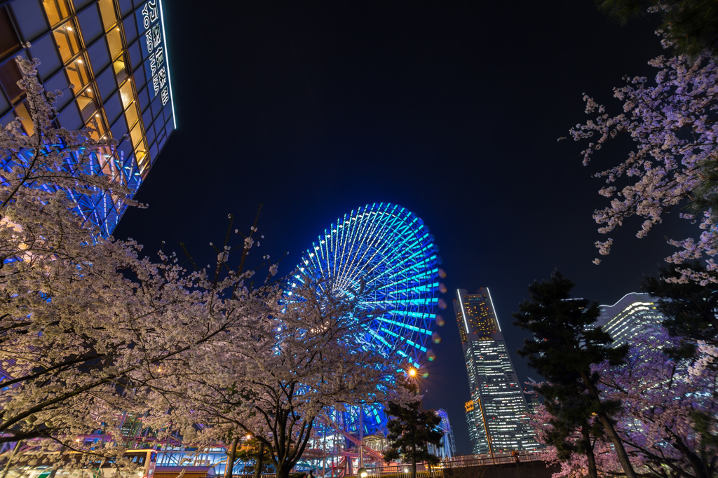 サクラノキセツ～2016　/Yokohama night view3
