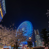 サクラノキセツ～2016　/Yokohama night view3