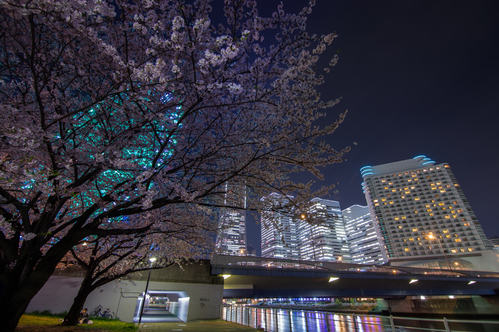 サクラノキセツ～2016　/Yokohama night view1