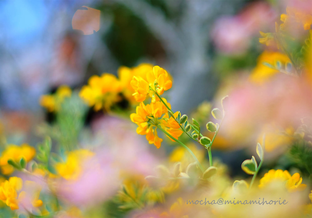 flowers
