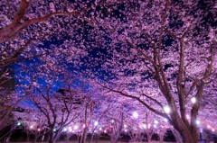 夜桜