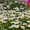 お花畑