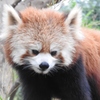 レッサーパンダ