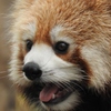 レッサーパンダ