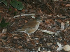 シロハラ？ よくわかりません。