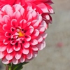 花の名前を知らなくても写真は撮れる