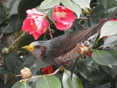 嘴の黄色いひよ