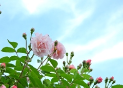 ピンクのバラと青空