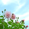 ピンクのバラと青空
