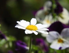 花の名前を知らなくても写真は撮れる