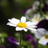 花の名前を知らなくても写真は撮れる