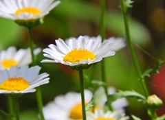 花の名前を知らなくても写真は撮れる2