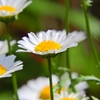 花の名前を知らなくても写真は撮れる2