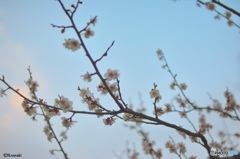 早春１