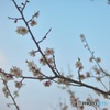 早春１